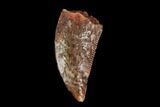 Serrated, Raptor Tooth - Real Dinosaur Tooth #115953-1